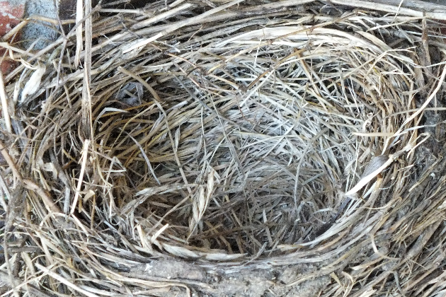 Blockage & Bird Nest Removal
